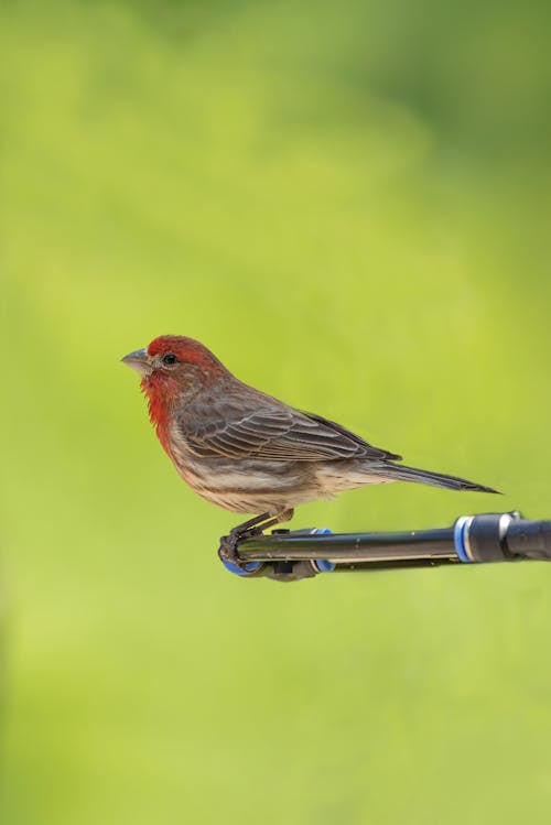 Close-up of a House Finch