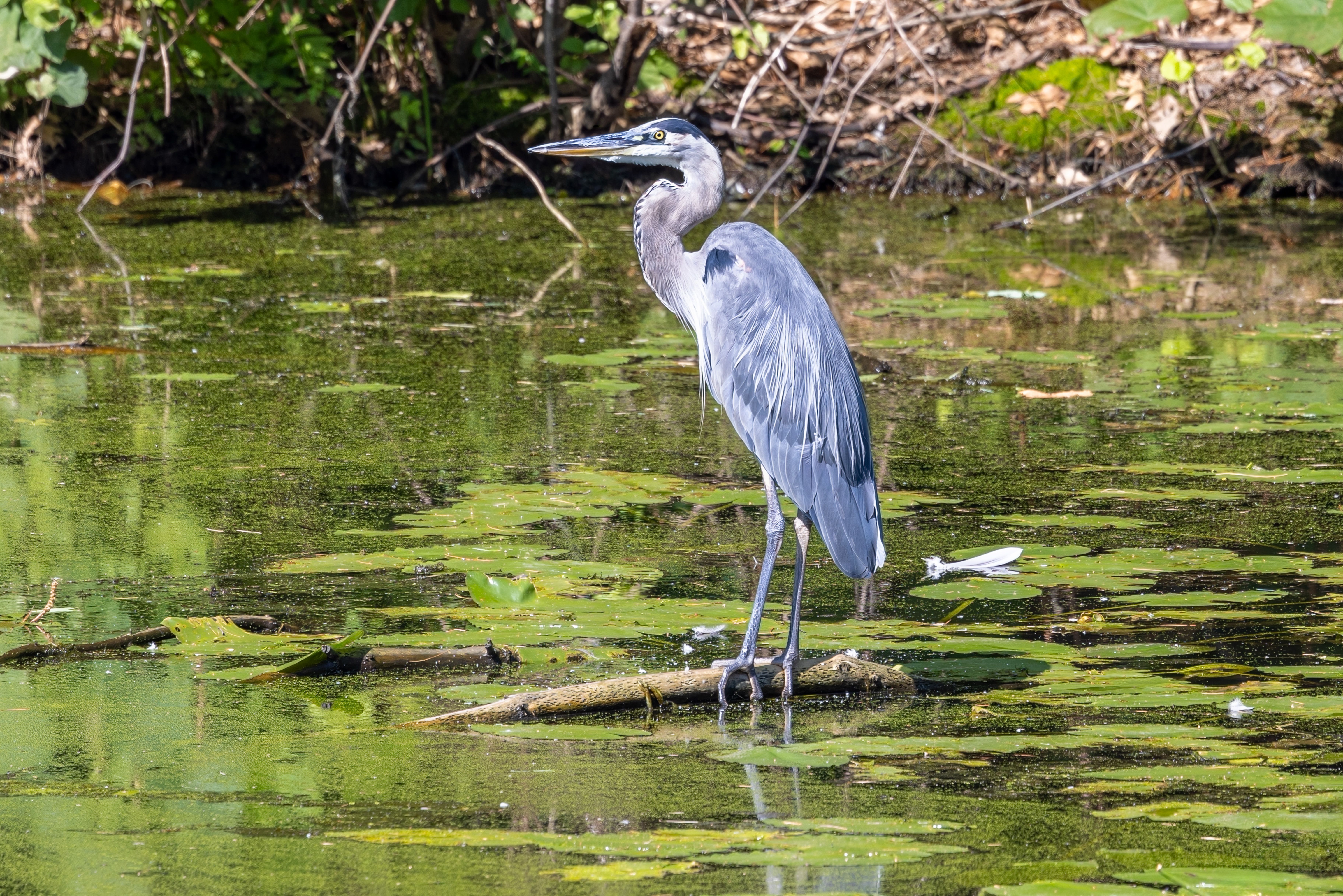 Namskaket Marsh Trail