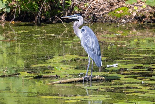 A Heron Standing on on a Branch in the Water 