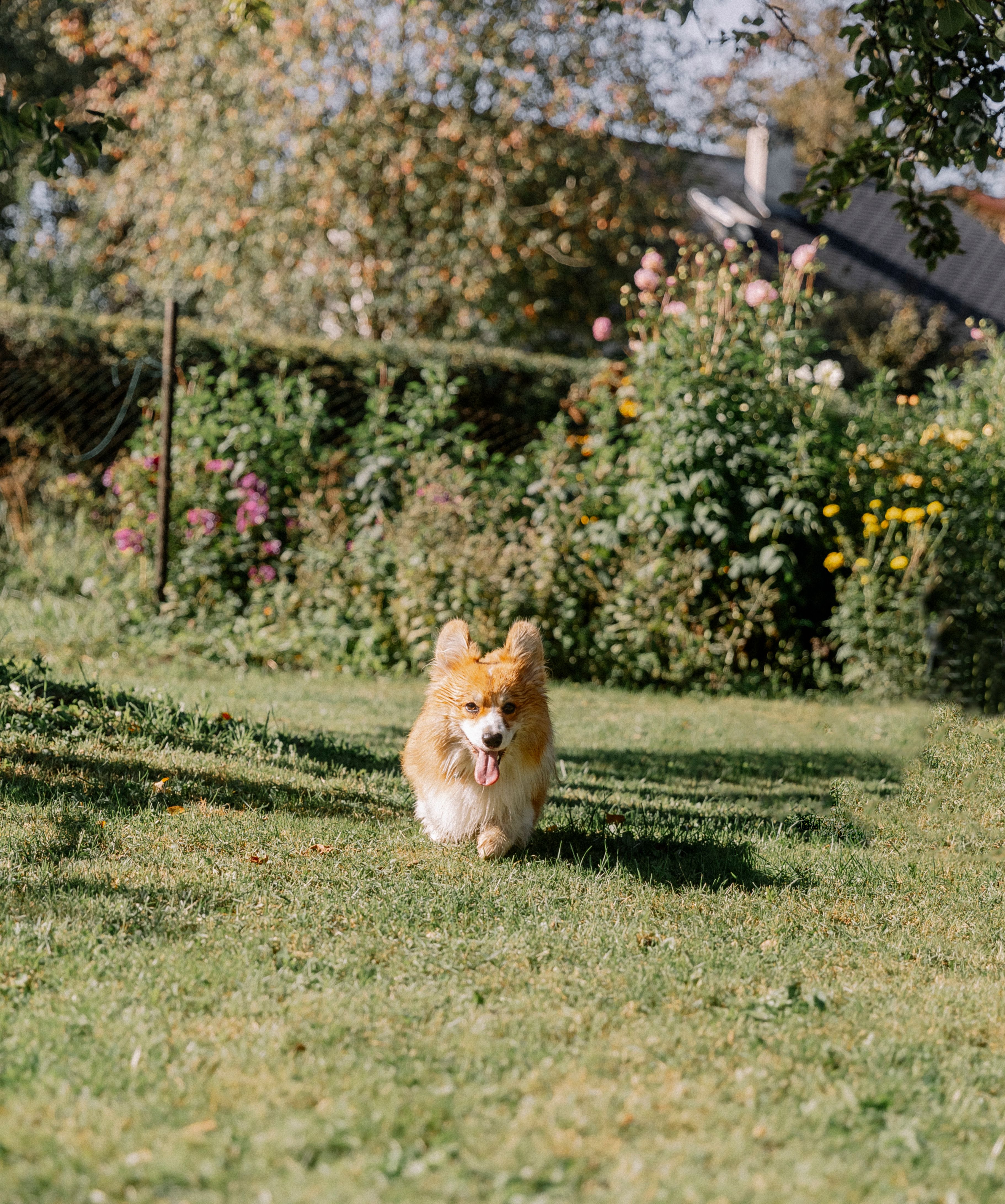 A cheerful corgi enjoying a sunny day running through a vibrant garden full of colorful flowers.