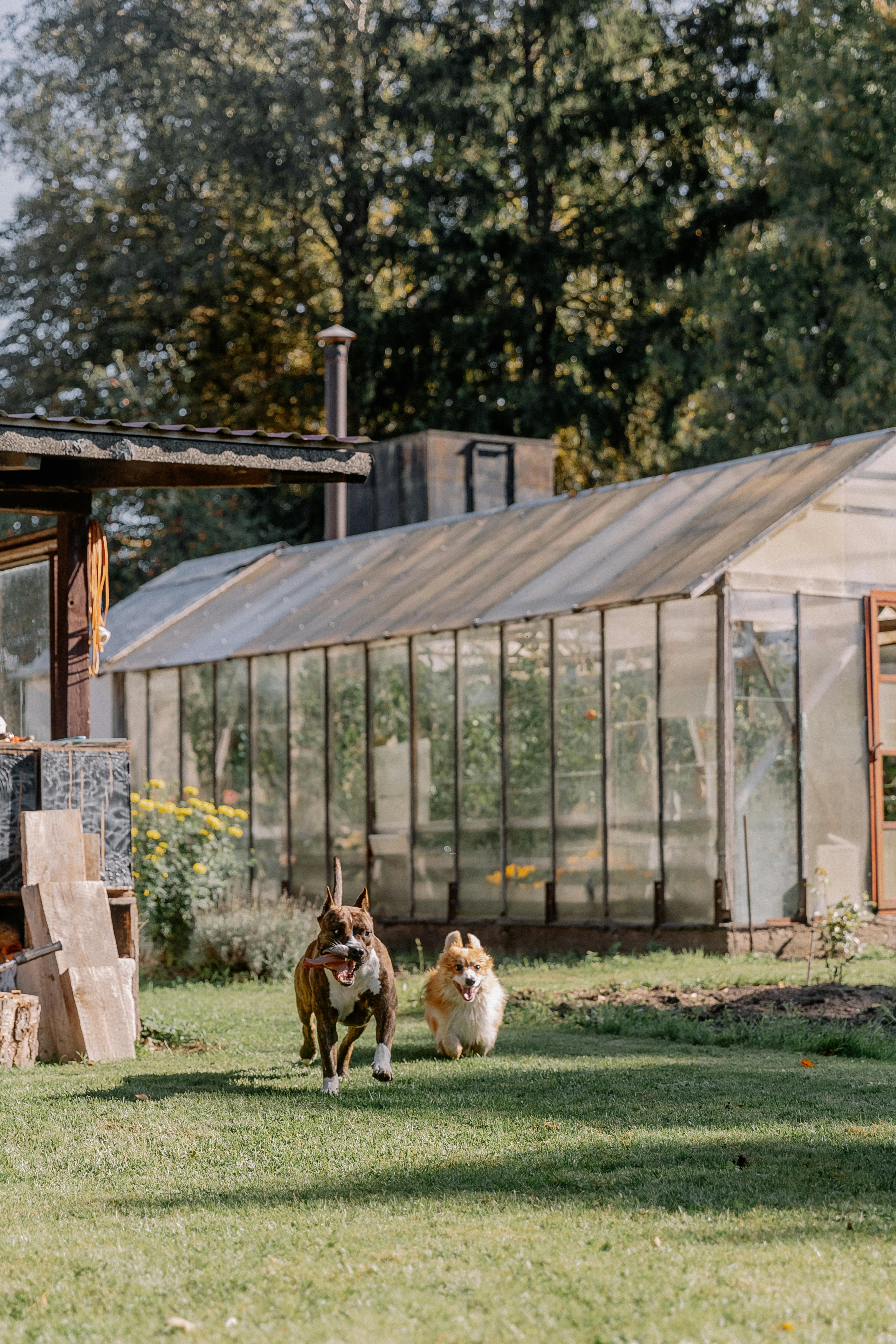 Two dogs joyfully running across lush grass beside a rustic greenhouse on a sunny summer day.