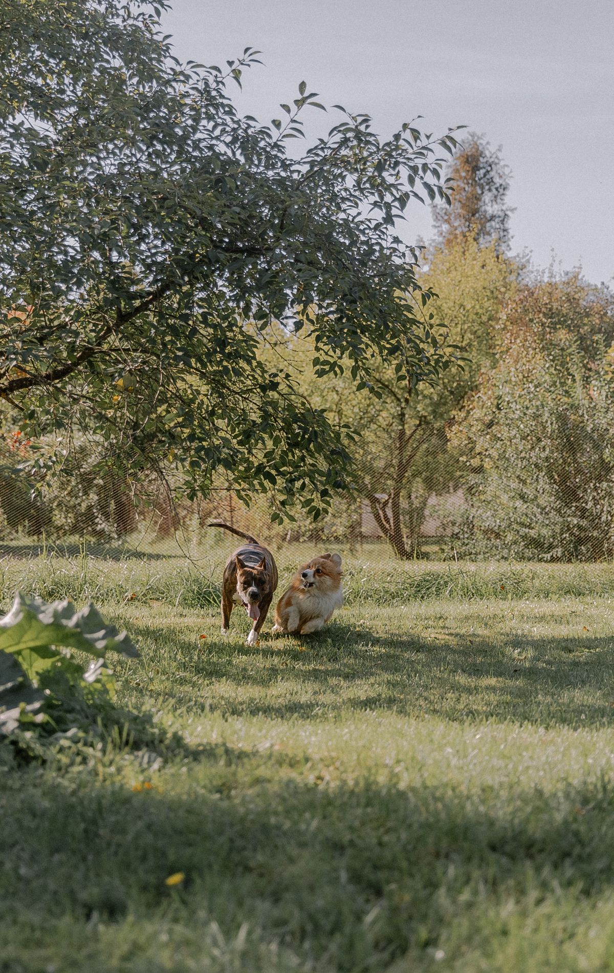 Two dogs playing together in a lush green garden