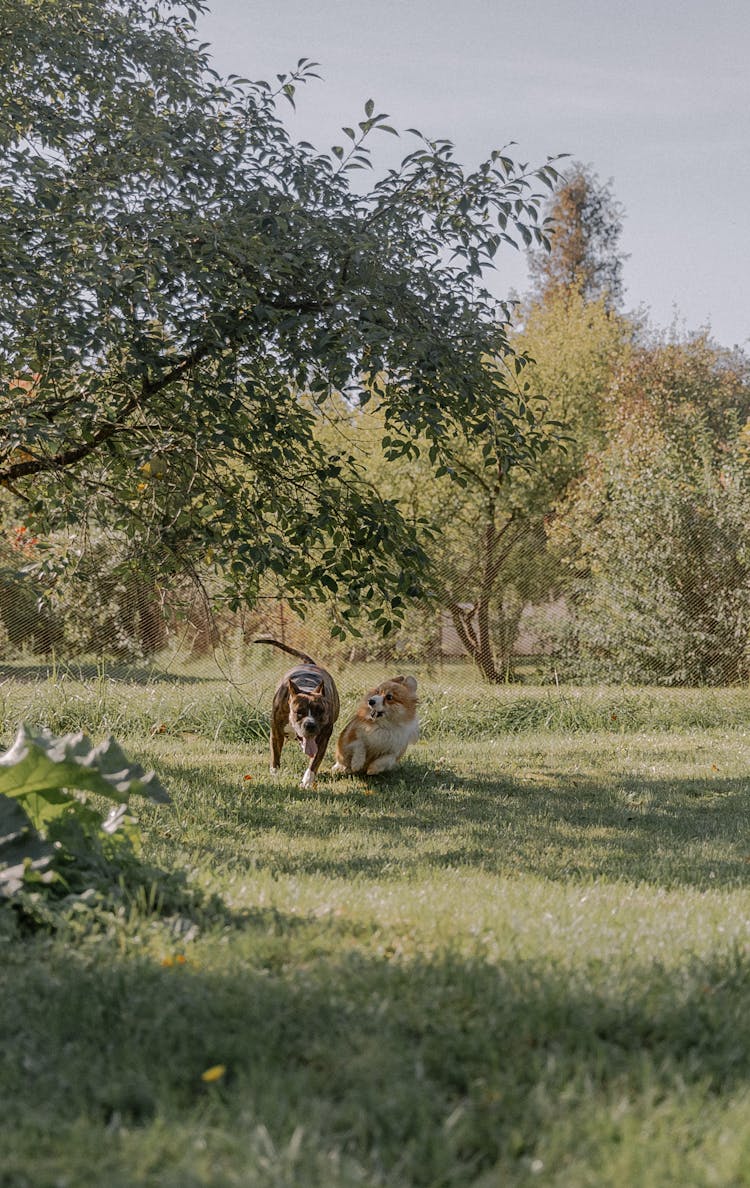 Dogs Running In The Garden