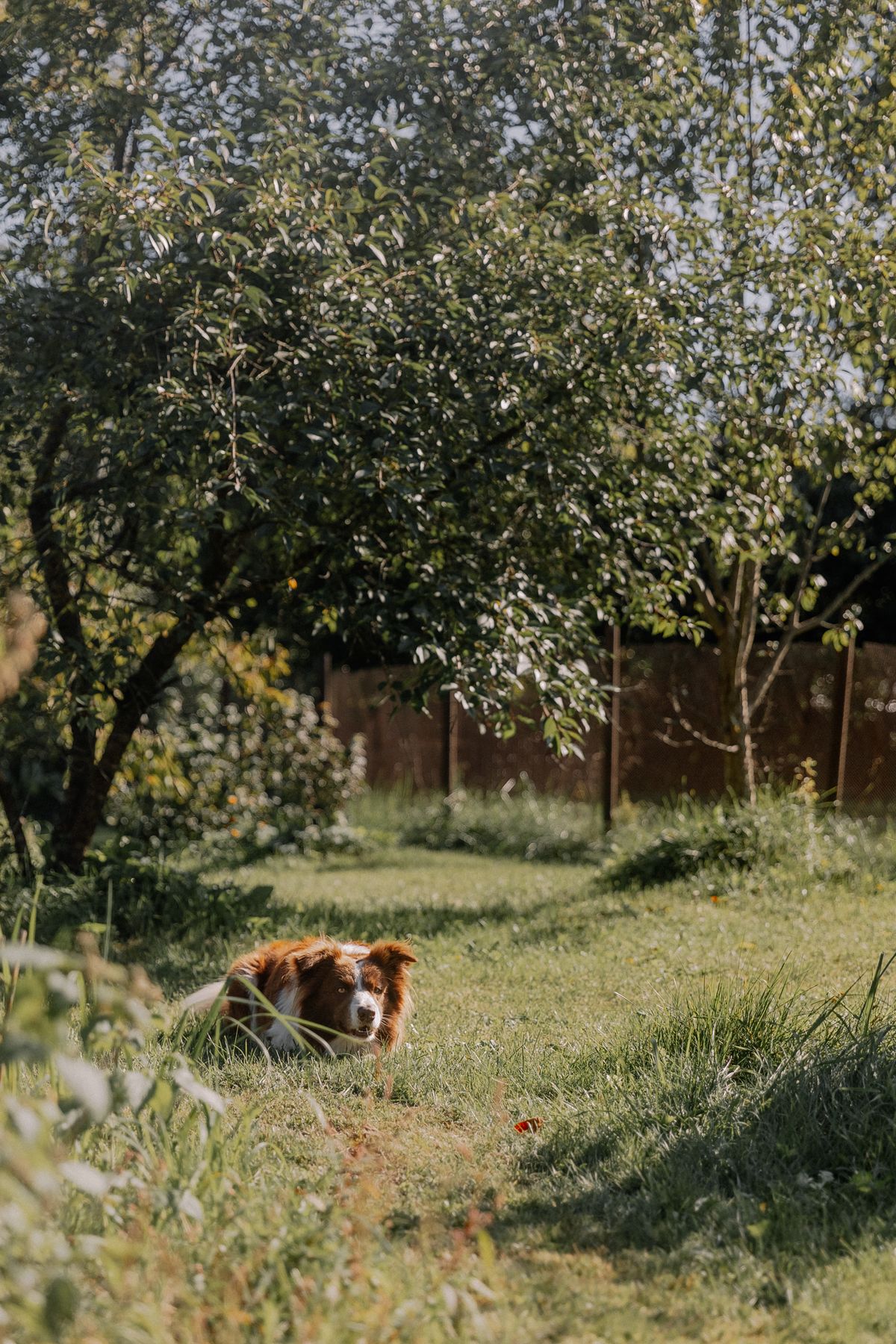 Dog Ate a Wild Mushroom in the Backyard: What Australian Owners Should Do