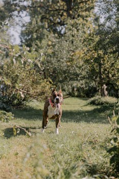 Treeing Tennessee Brindle image