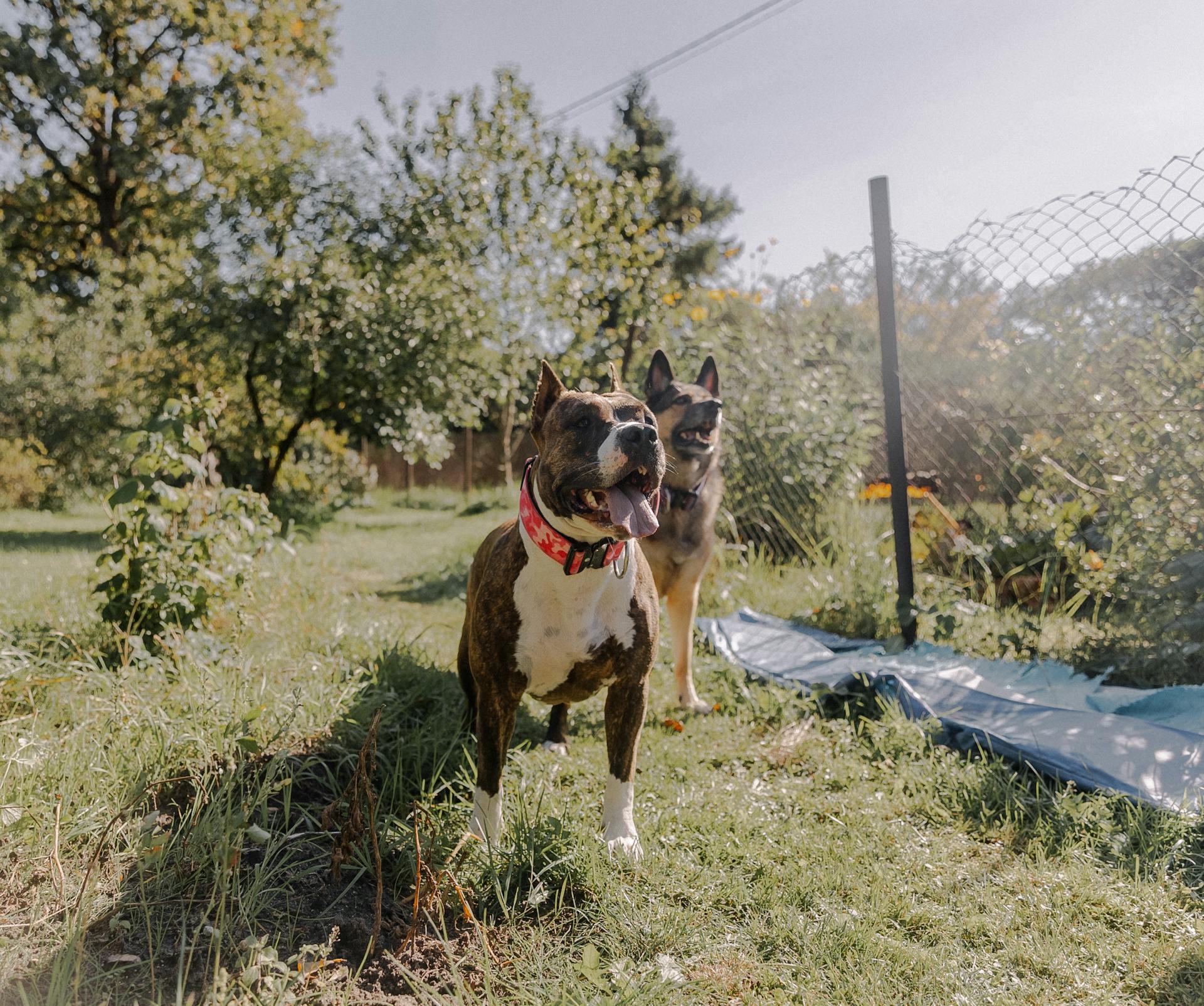 Dogs in Garden