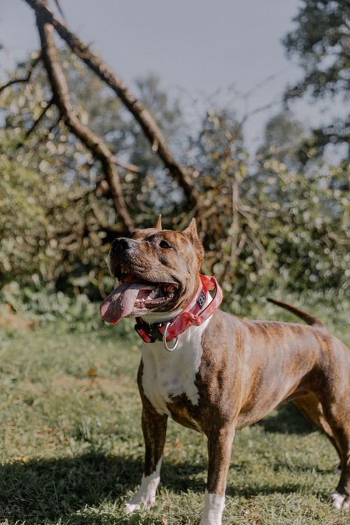 Free Brindle dog with red collar playing in a lush, sunlit garden on a summer day. Stock Photo
