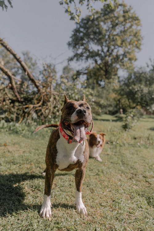 Gratis arkivbilde med amerikansk staffordshire terrier, brindle, dyrefotografering