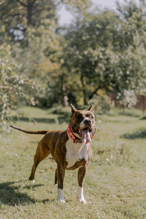 Gratis lagerfoto af amerikansk staffordshire terrier, brindle, dyrefotografering Lagerfoto
