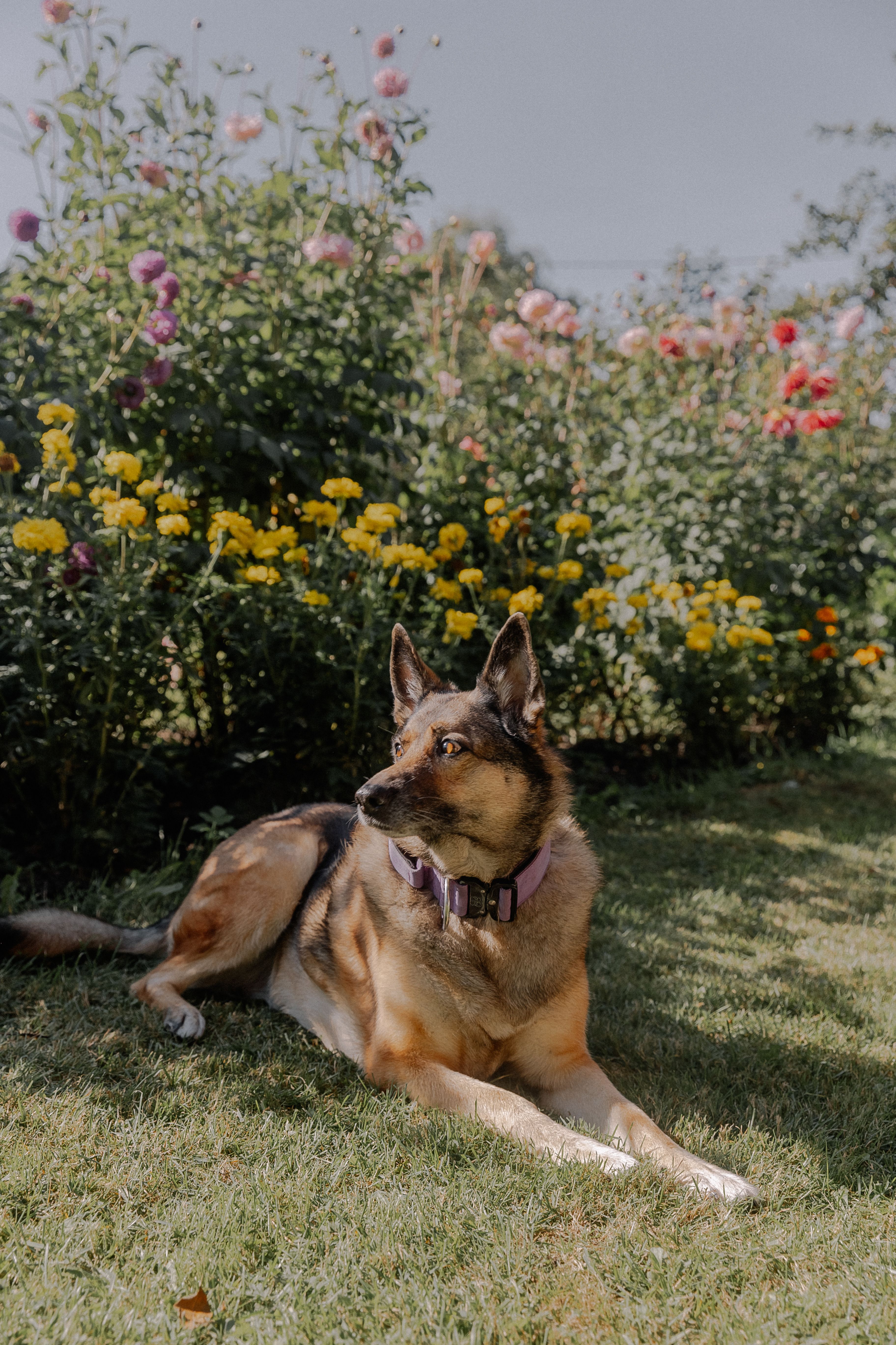 A Dog on the Meadow · Free Stock Photo