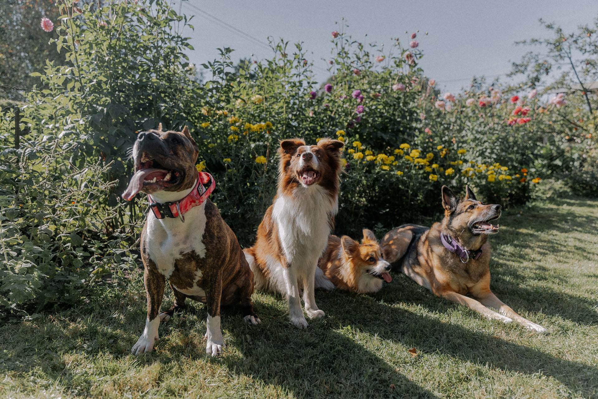 Dogs in a Garden