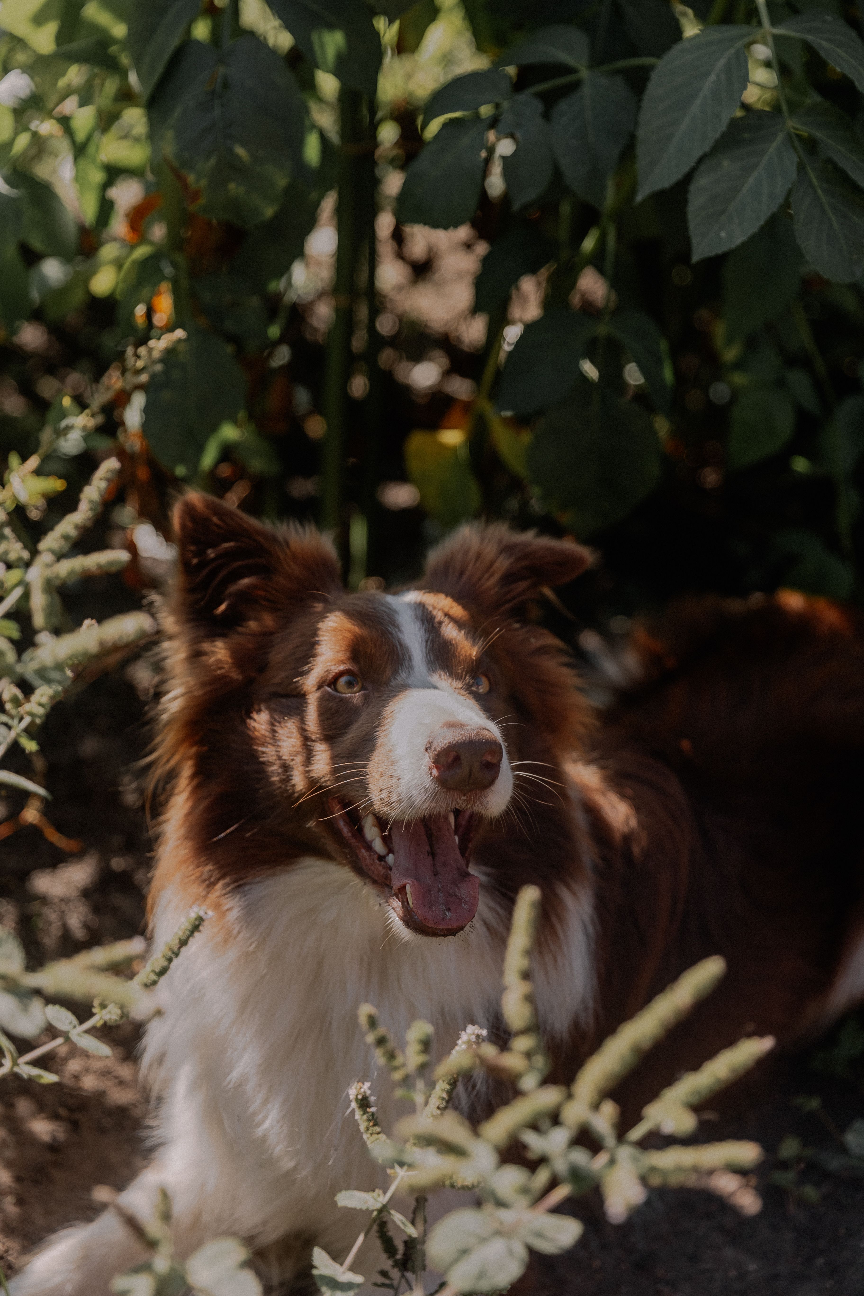 White Dog in Garden · Free Stock Photo