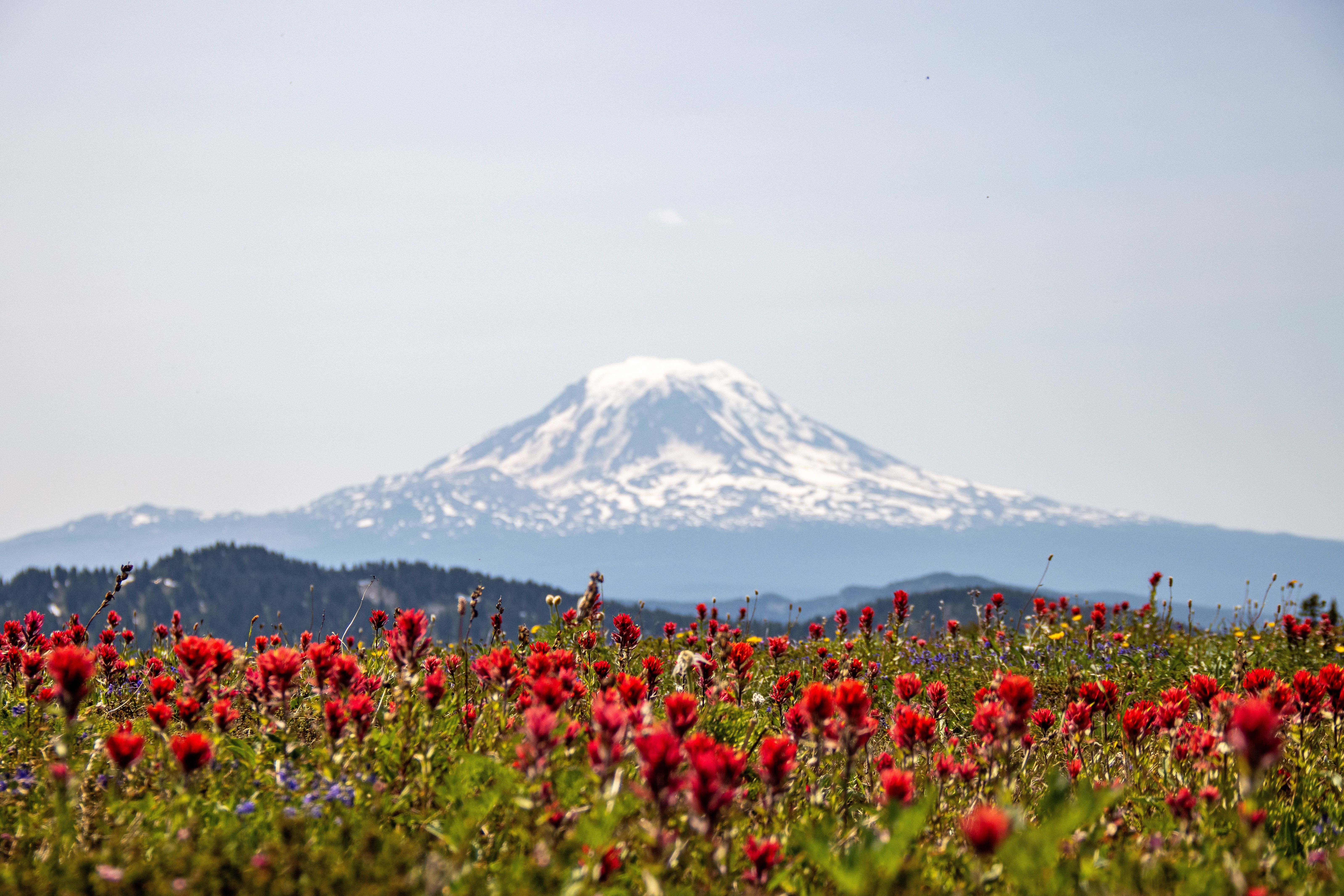 View of a Field with Red Flowers and a Snowcapped Mountain in the ...