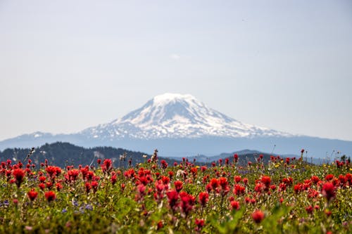 View of a Field with Red Flowers and a Snowcapped Mountain in the Background 