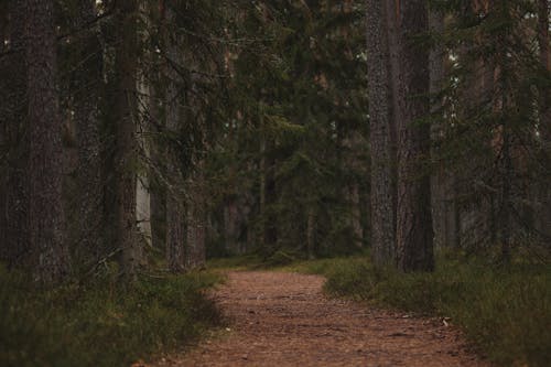 Forest Trail between Pine Trees