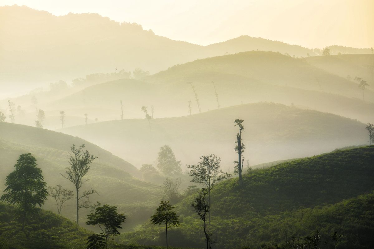 Layered green hills fading into golden morning mist at sunrise