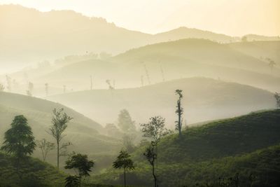 Layered green hills fading into golden morning mist