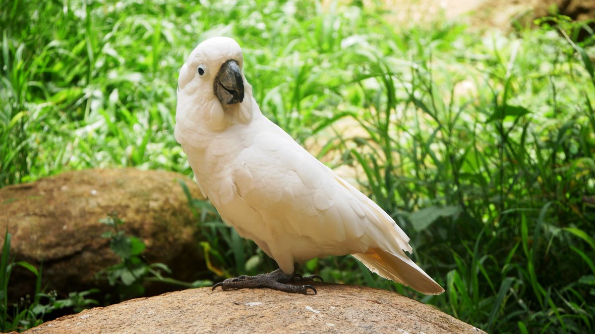 Umbrella Cockatoo standing in natural outdoor setting showing full white plumage and dark beak — Wild Birds USA beginner guide