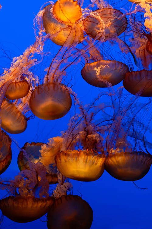 Immagine gratuita di fotografia di animali, fotografia naturalistica, medusa