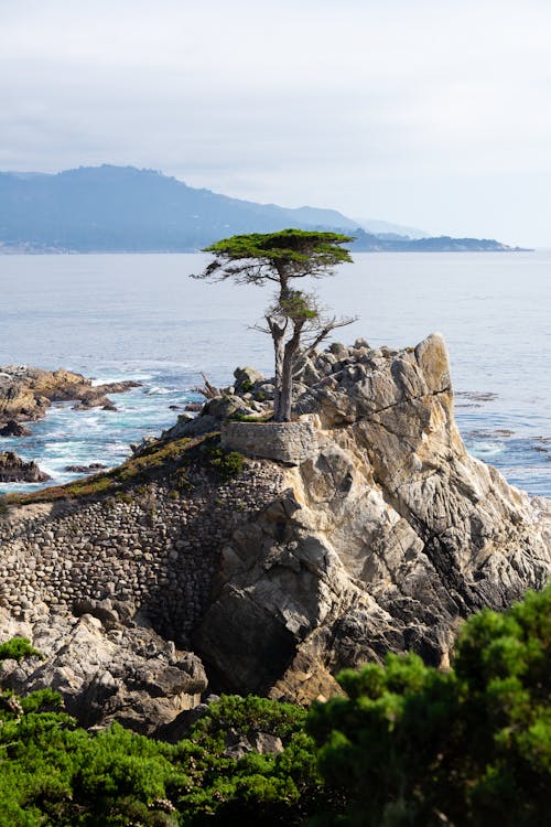 Lone Cypress Tree Growing on Top of a Rock, Carmel, California, USA