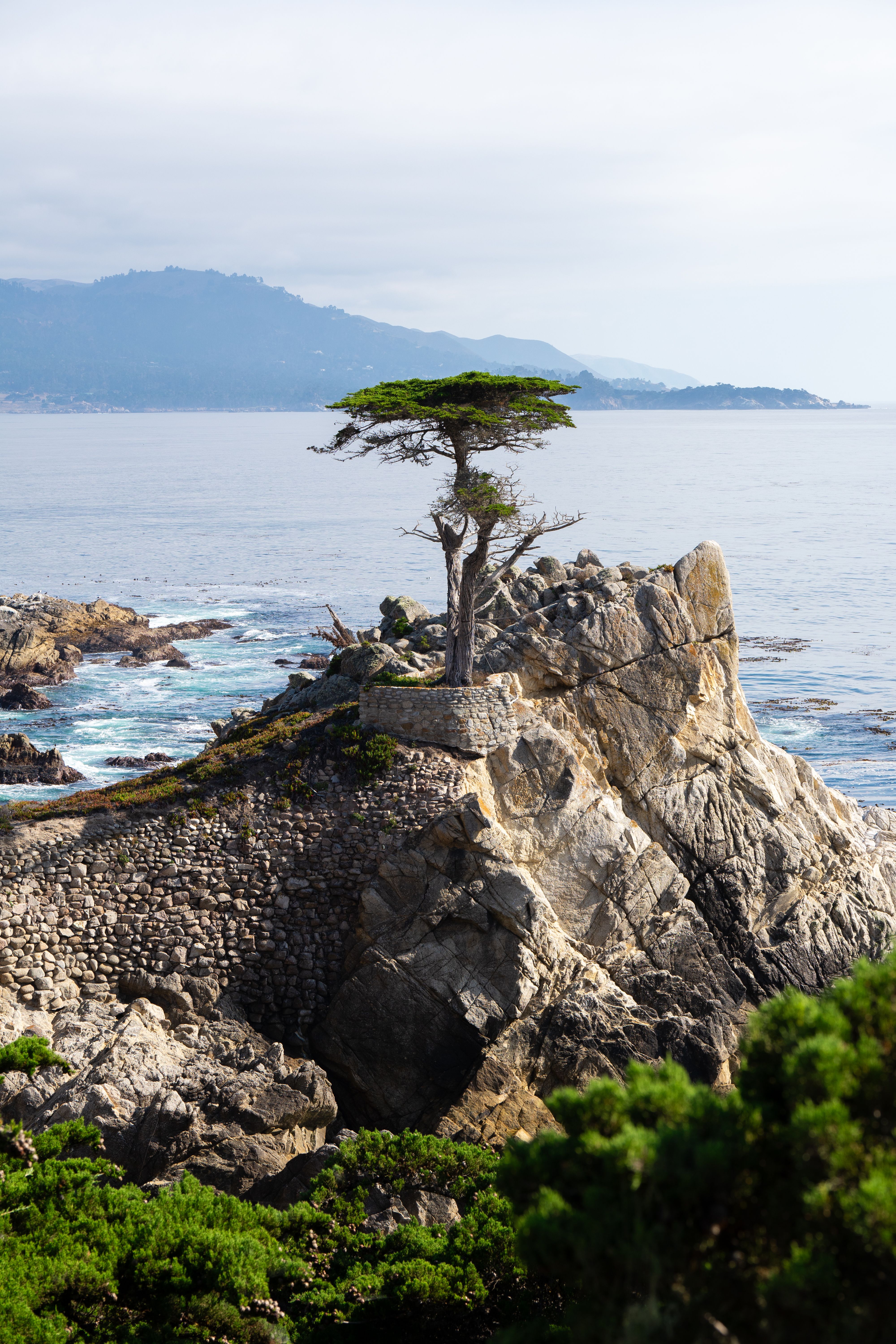 Lone Cypress Tree Growing on Top of a Rock, Carmel, California, USA ...