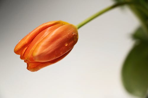 bitki, çiçek, kapatmak içeren Ücretsiz stok fotoğraf