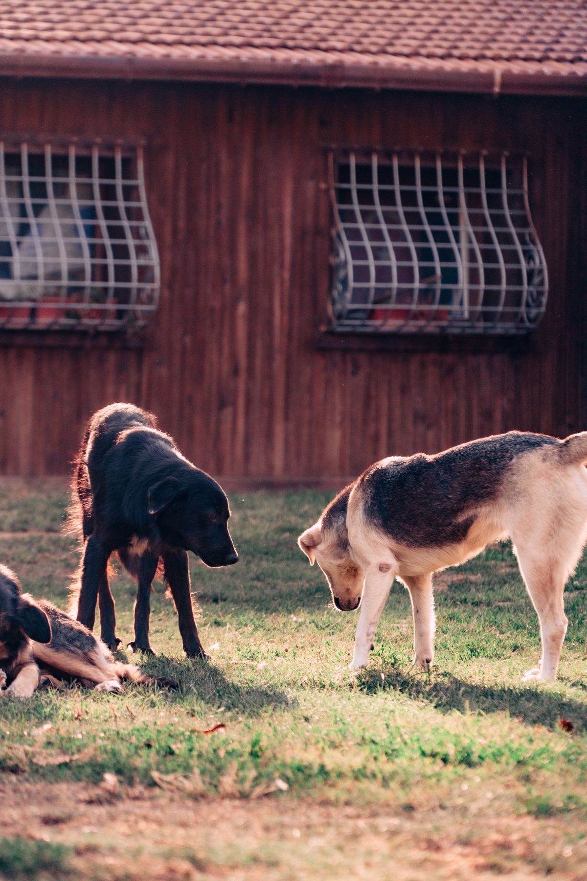 Dogs enjoying a sunny residential backyard with green grass