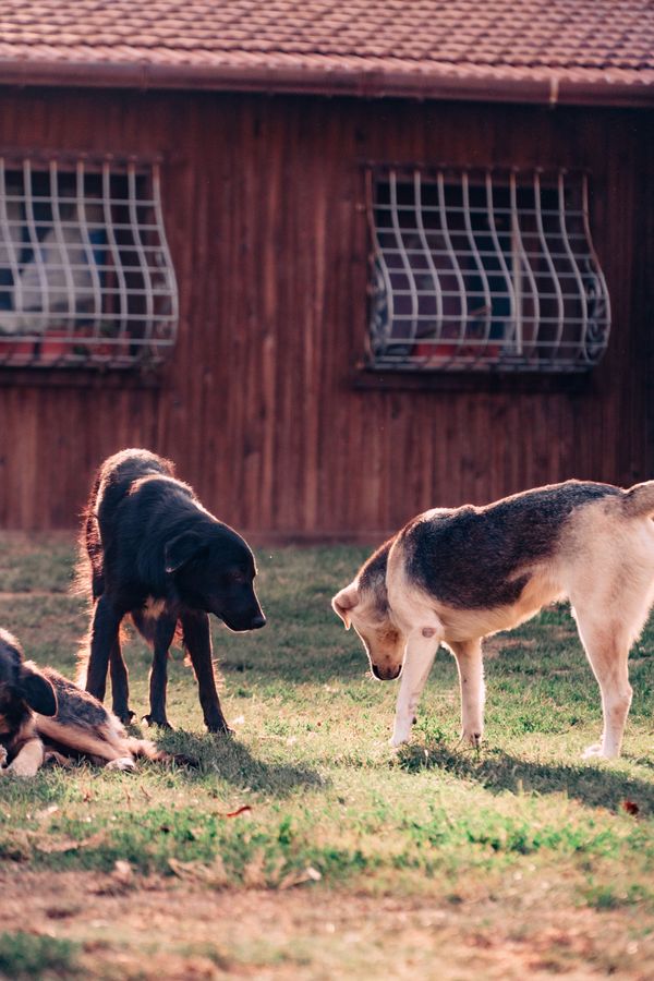 Um grupo de cachorros em um quintal ensolarado com grama verde e uma casa de madeira ao fundo.