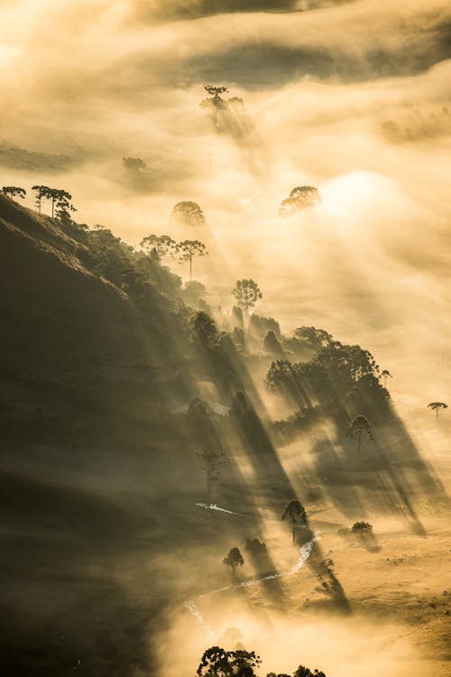 Free Aerial Photo of Tree Silhouettes in a Foggy Morning in Hills Stock Photo