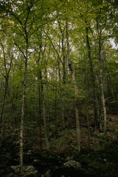 A serene view of a lush green forest with dense foliage, perfect for nature lovers.
