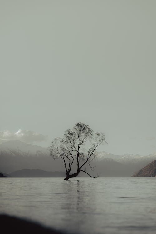 Arbre Wanaka   Wanaka, Nouvelle Zélande.