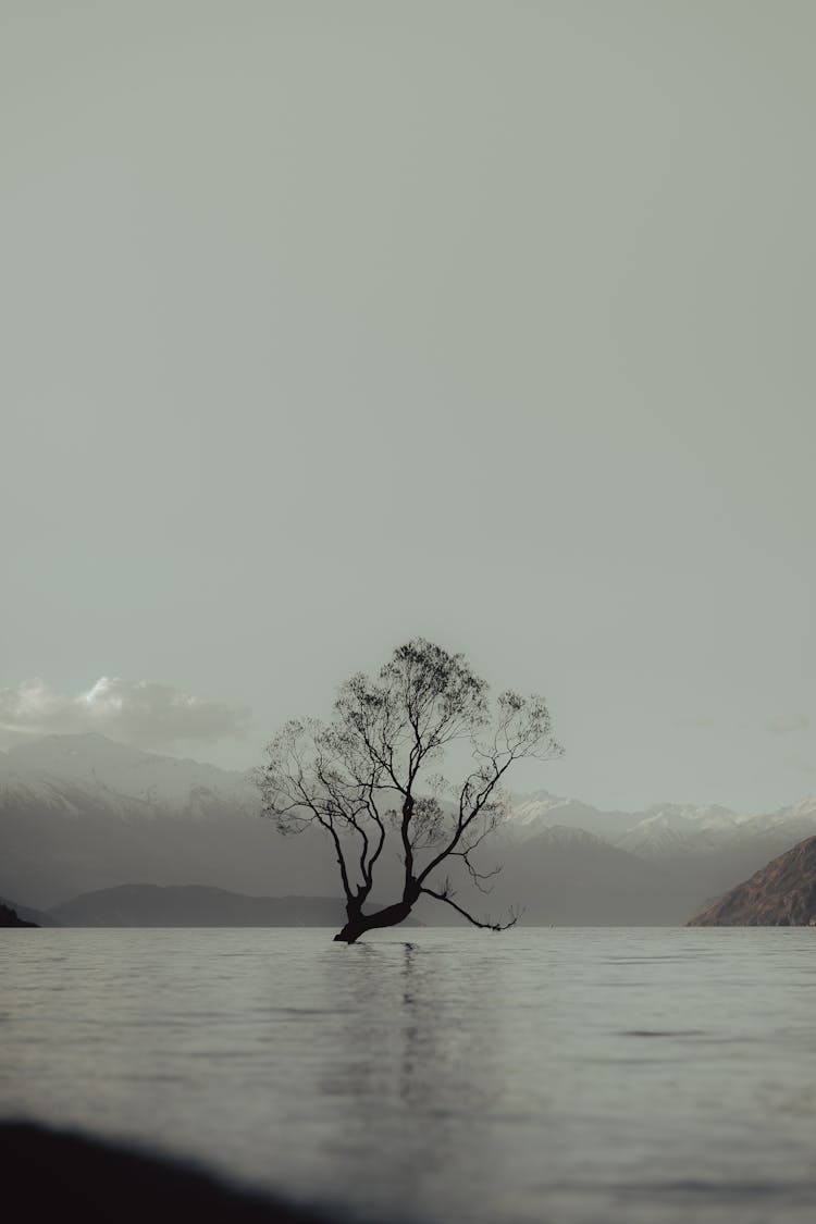 Monochrome Photo Of A Tree Sticking From A Mountain Lake