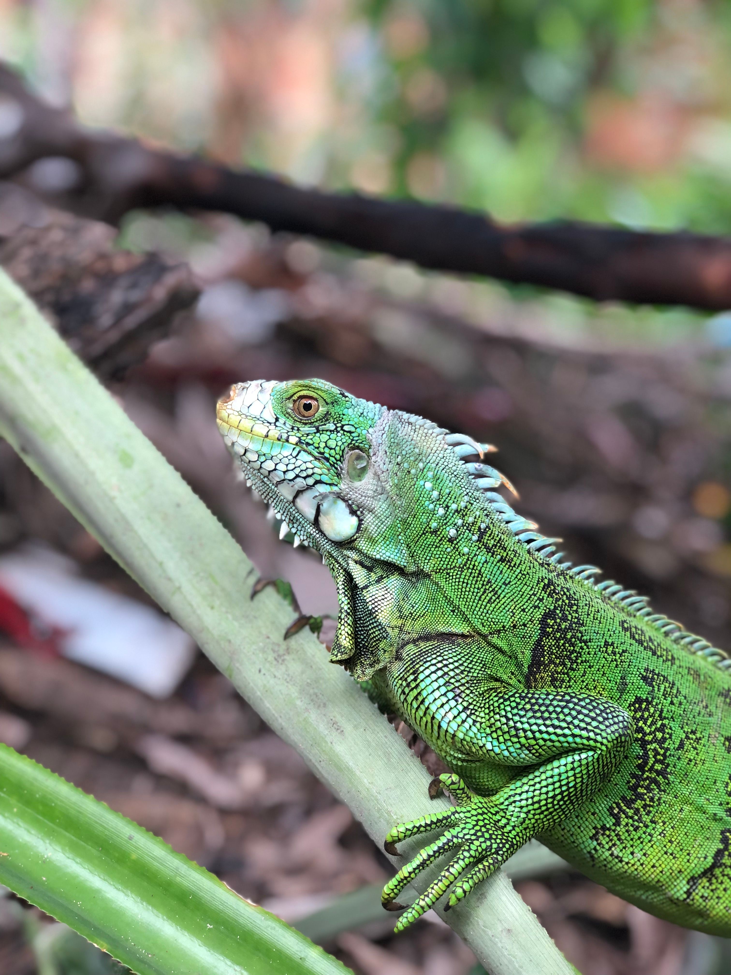 Vivid close-up of a green iguana in its natural habitat in Brazil.