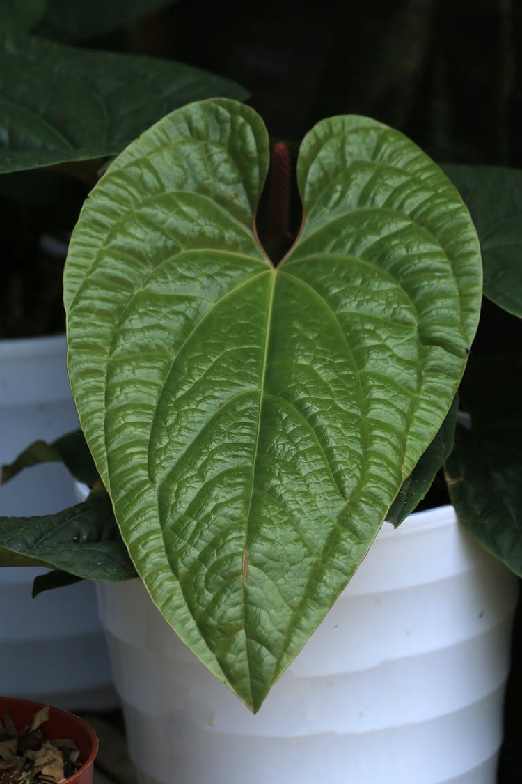 Green Plant Leaf