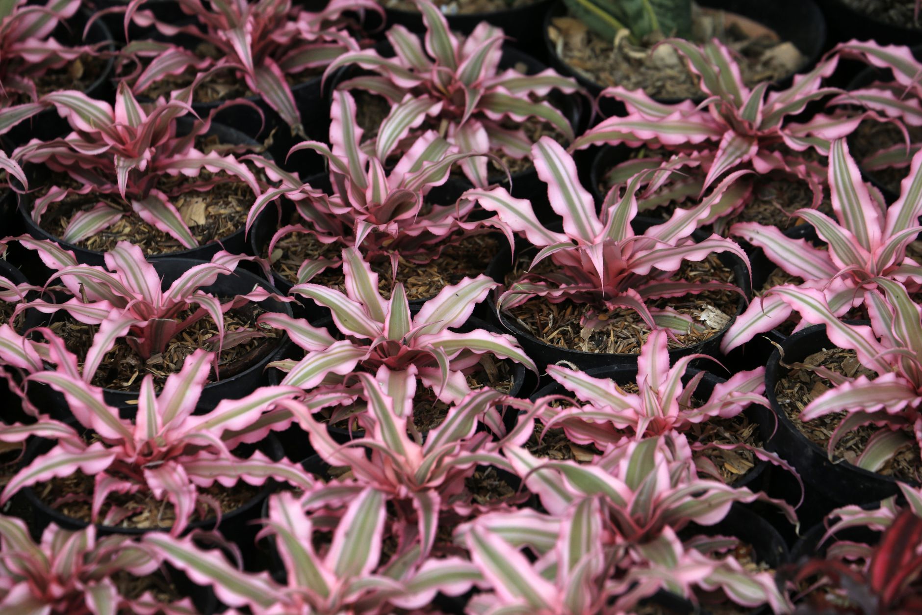 Close-up view of vibrant pink bromeliads in black flowerpots, showcasing fresh foliage.