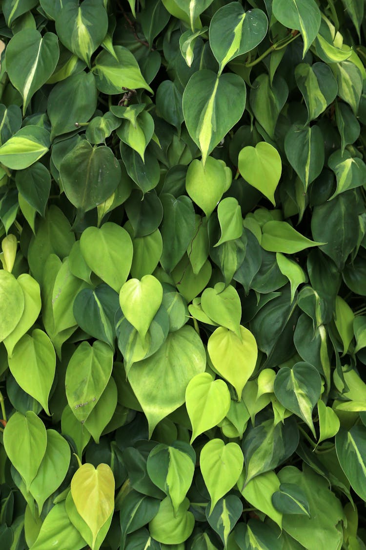 Close Up Of Green Leaves