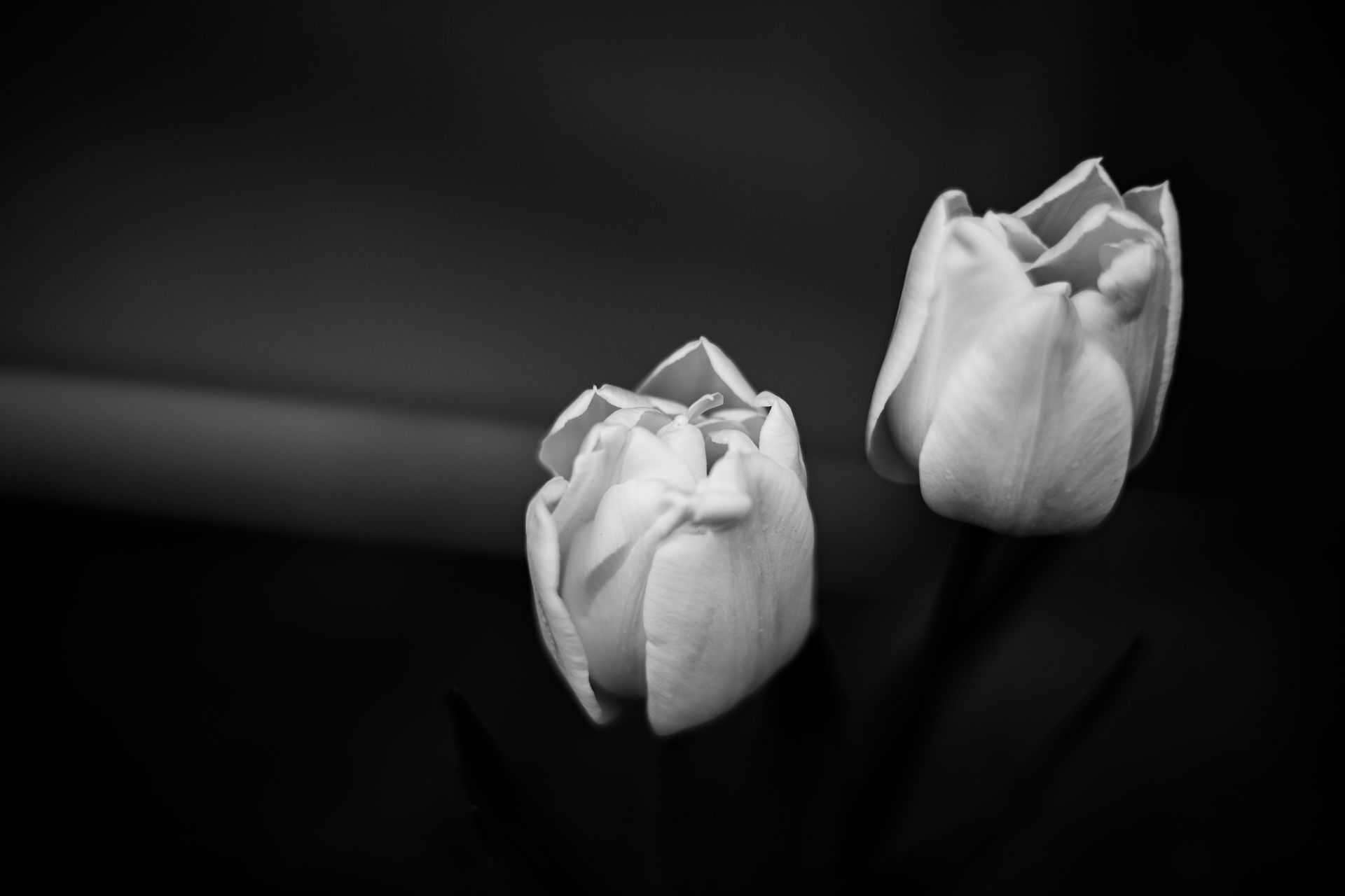 Elegant black and white close-up of fresh tulip flowers showcasing their delicate petals.