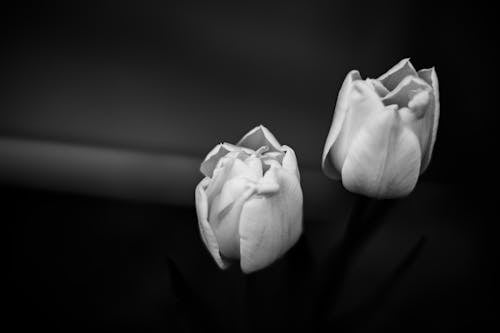 Free Close up of Tulips in Black and White Stock Photo
