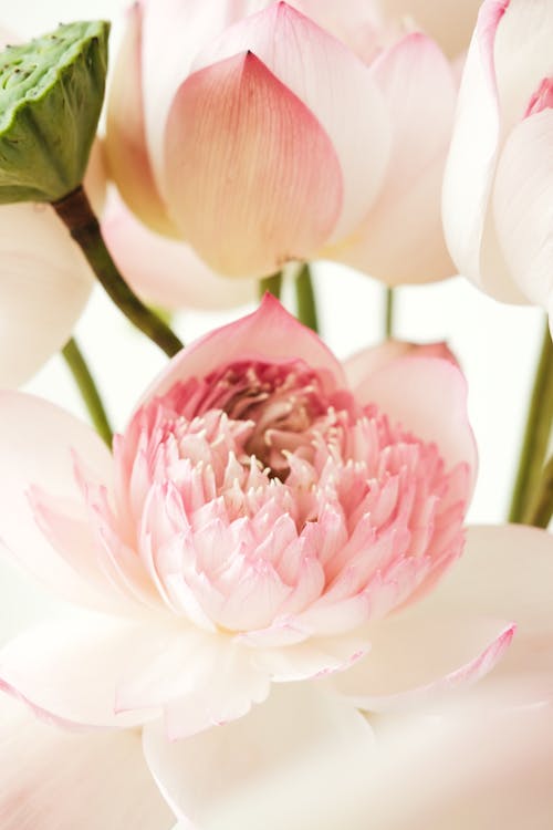 Kostenloses Stock Foto zu 'indian lotus', blumenstrauß, dekoration