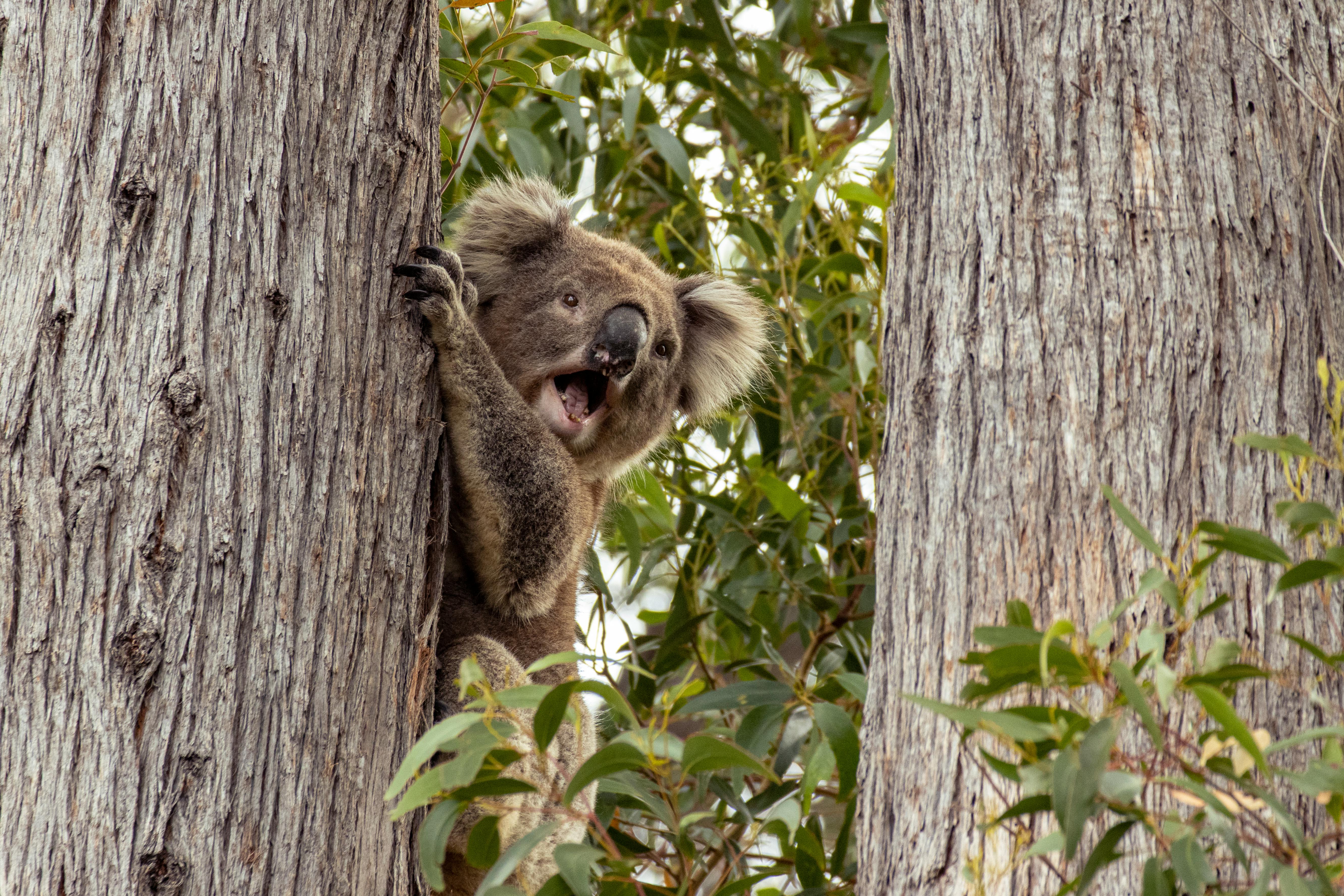 Itinerary Yarra Glen