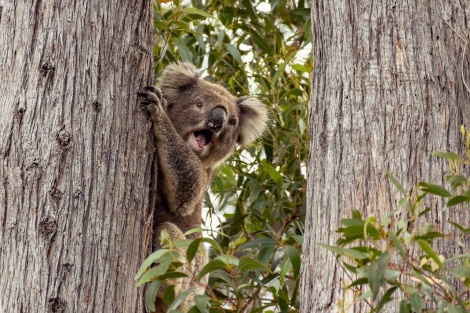 Коала: цікаві факти, спосіб життя та охорона виду — cute koala bear wildlife nature