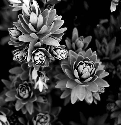 白黒写真, 花の無料の写真素材