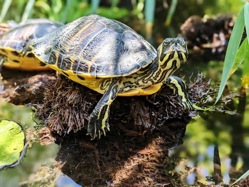 Kostenloses Stock Foto zu Gelbbauch-Schmuckschildkröten, nahansicht, reptil