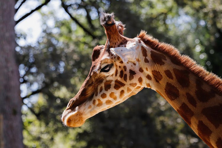 Giraffe Near Trees In Park