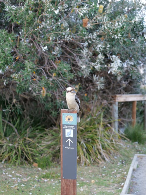 Kookaburra Pretty Beach NSW Australia