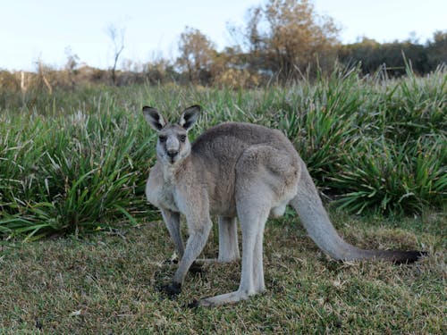 kangaroo Pretty Beach NSW Australia