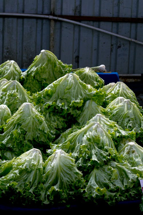 Close up of Stacked Lettuce