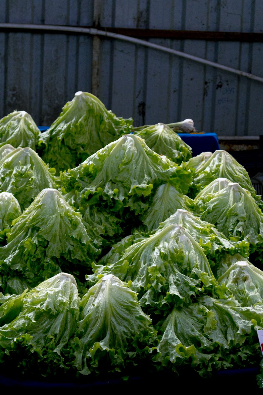The Lettuce That Laid Low 12,000 Americans — And What the CDC Isn't Saying