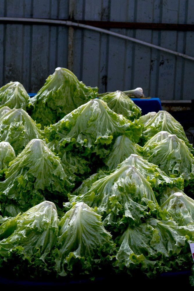 Lattuce Photos, Download The BEST Free Lattuce Stock Photos & HD Images