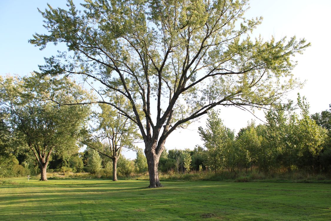 Siberian Elm